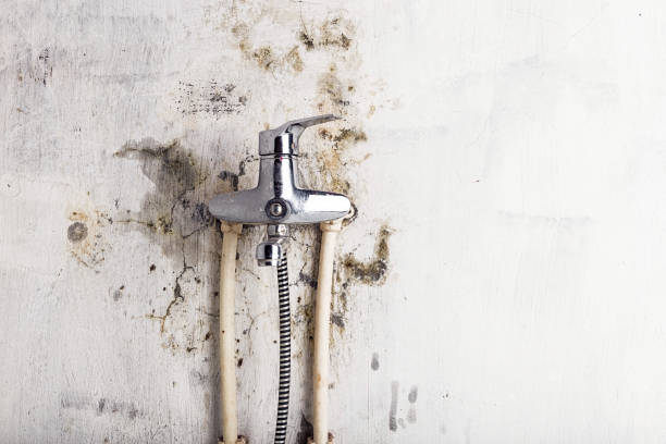 Best Mold Cleaning Services  in Wasilla, AK