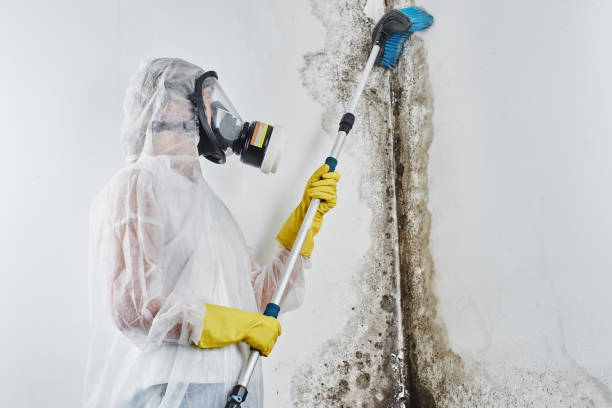Best Home Mold Removal  in Wasilla, AK