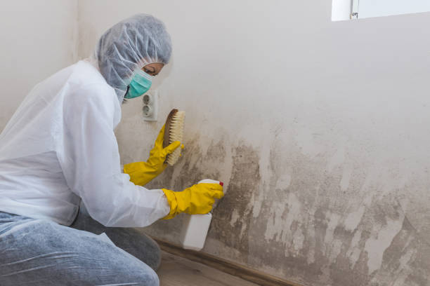 Best Mold Remediation  in Wasilla, AK
