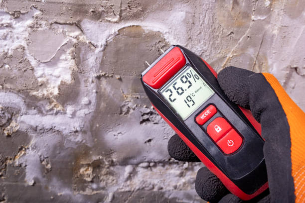 Best Toxic Mold Removal  in Wasilla, AK