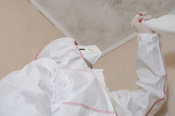 Best Mold Damage Repair  in Wasilla, AK