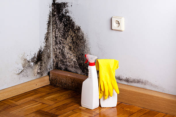 Best Black Mold Removal  in Wasilla, AK